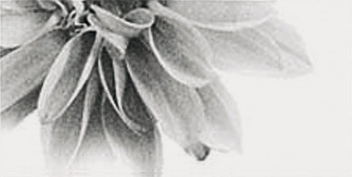 plitka-tile-EU-IT5-Rex-Ceramiche-Artistiche-Made-in-Florim-Black-&-White-Slim-4-Decor-White-Flower-2-600-300-706-356-.jpg