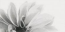 АКЦИЯ Black & white Slim/4 Flower White  - фото, изображение товара в интернет-магазине Felicita-crimea.ru, Симферополь, Крым
